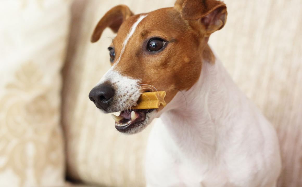 C&oacute;mo limpiar los dientes de tu perro paso a paso