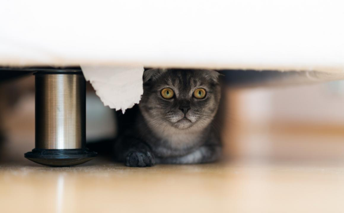 &iquest;Tu gato es asustadizo? Te contamos c&oacute;mo remediarlo