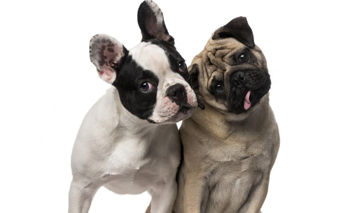 &iquest;C&oacute;mo hacer que dos perros se lleven bien?