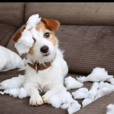 MON CHIOT MORDILLE TOUT : POURQUOI ?