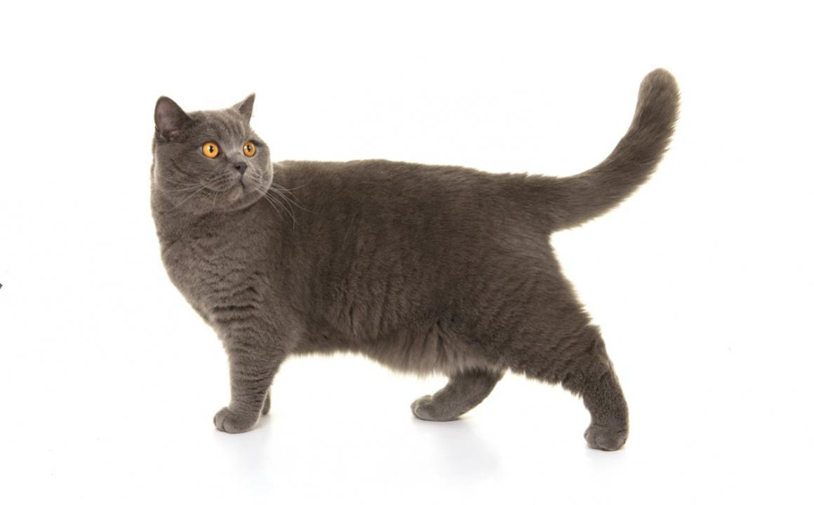 Bolsa primordial gatos: &iquest;qu&eacute; es?