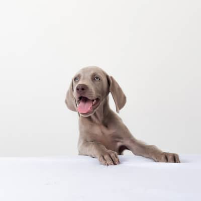 Ethology, or understanding animals