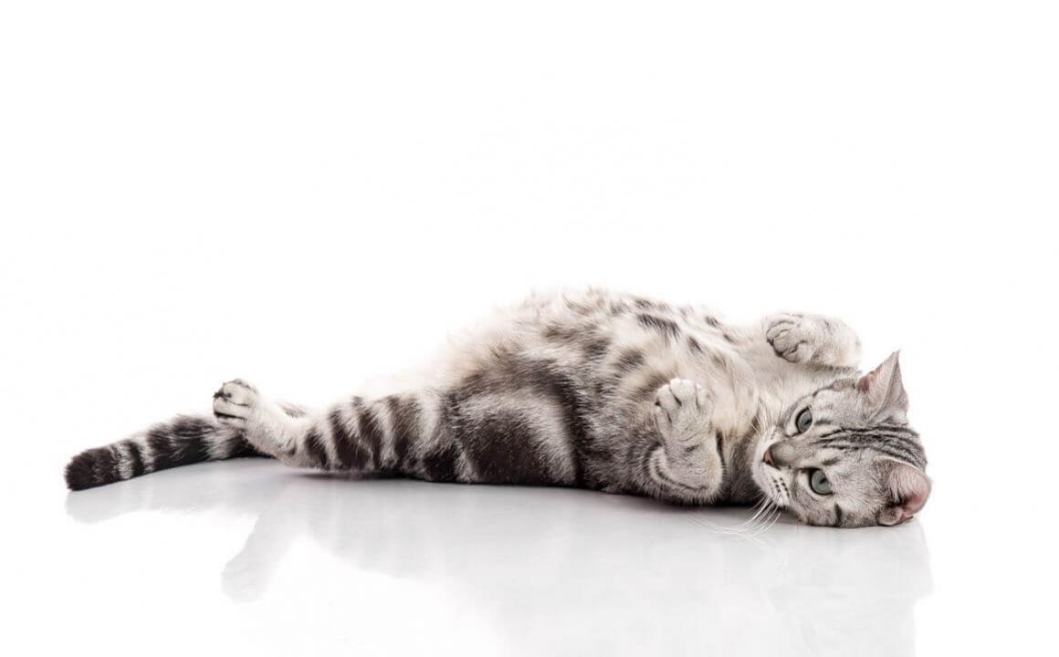 Comment savoir si ma chatte est enceinte ?