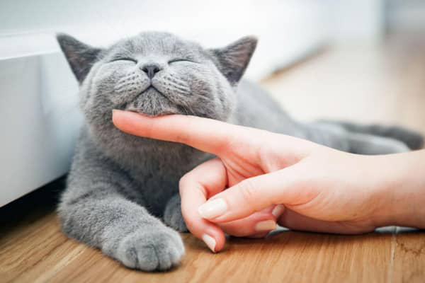 Croquettes hypoallerg&eacute;niques pour chat, quels sont les avantages ?