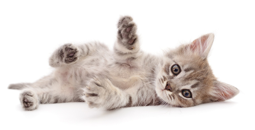 croissance-du-chaton-2.jpg