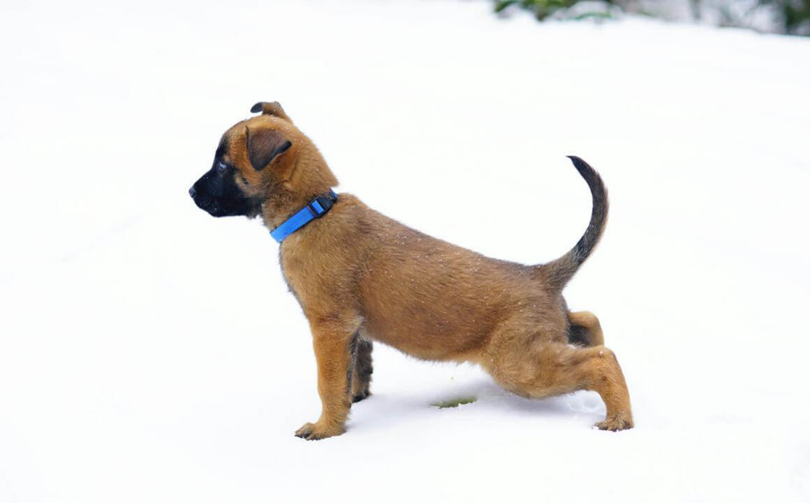 MALADIES DES VOIES URINAIRES CHEZ LE CHIEN : CAUSES ET TRAITEMENTS