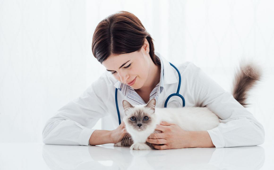 Garrapata en gatos: &iquest;c&oacute;mo eliminarlas?