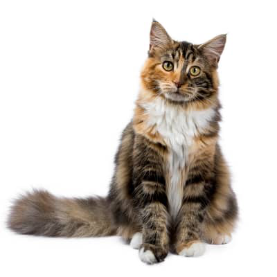 Caracter&iacute;sticas del pienso para gatos con diarrea