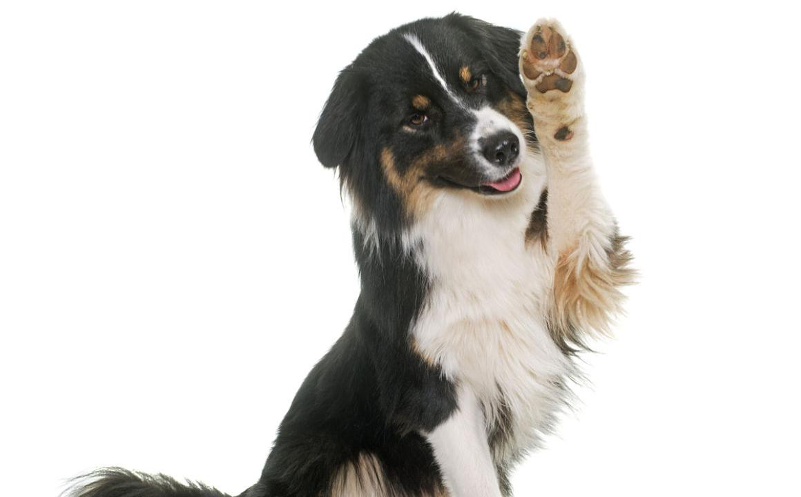 Cuscinetto cane: cos'&egrave; e come averne cura