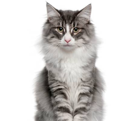 &iquest;C&oacute;mo debe ser la comida h&uacute;meda gastrointestinal para gatos?