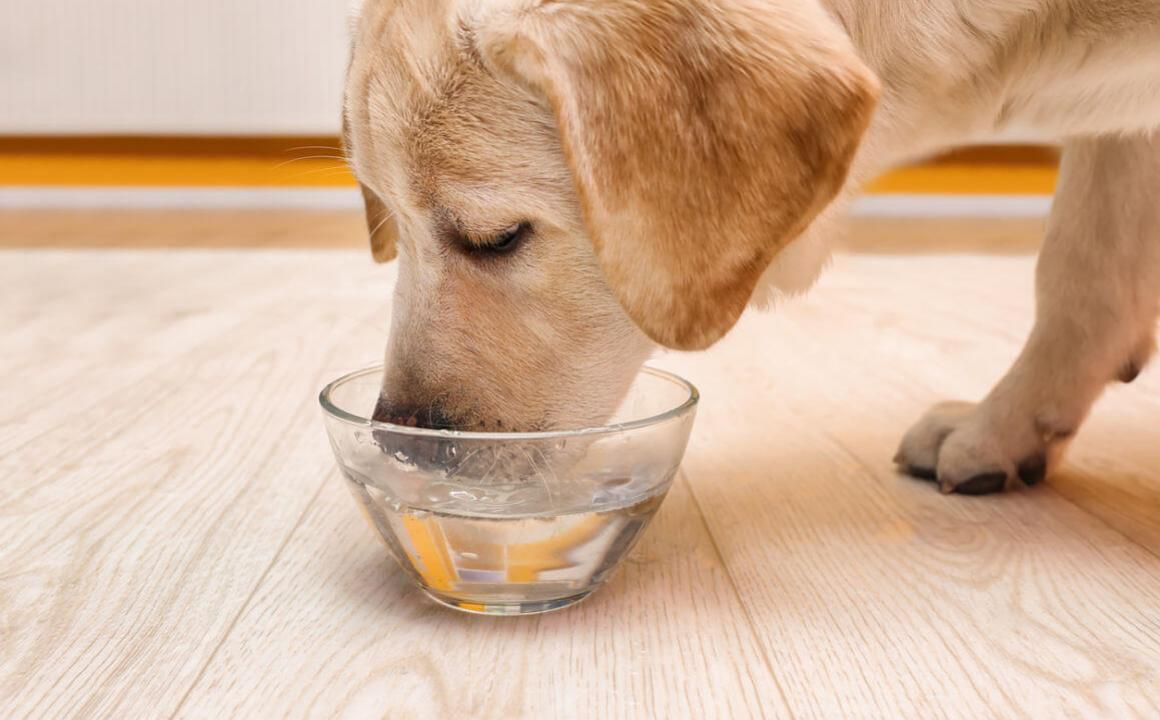 Polidipsia cane: cos'&egrave; e quali sono le cause?