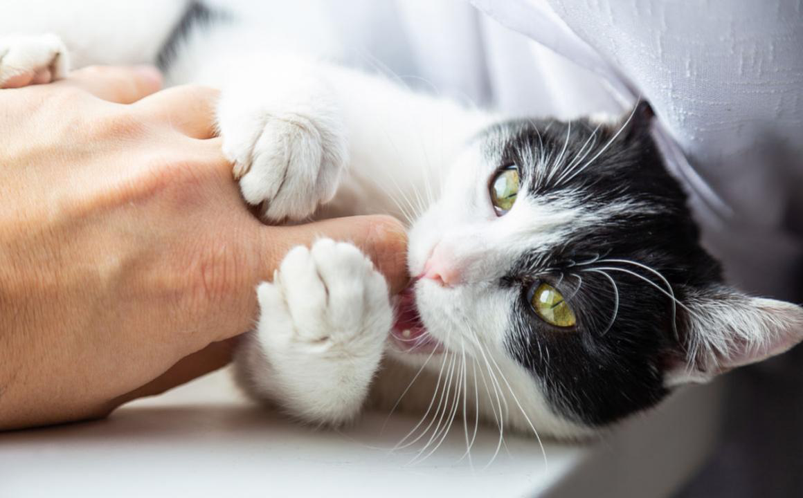 &iquest;C&oacute;mo conquistar a un gato arisco?