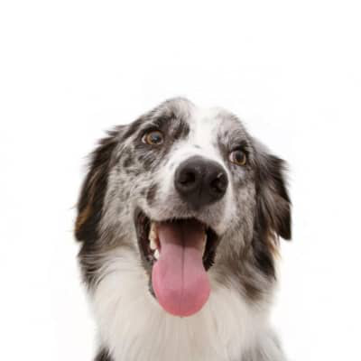 &iquest;Por qu&eacute; los perros sacan la lengua?&iquest;Es preocupante?