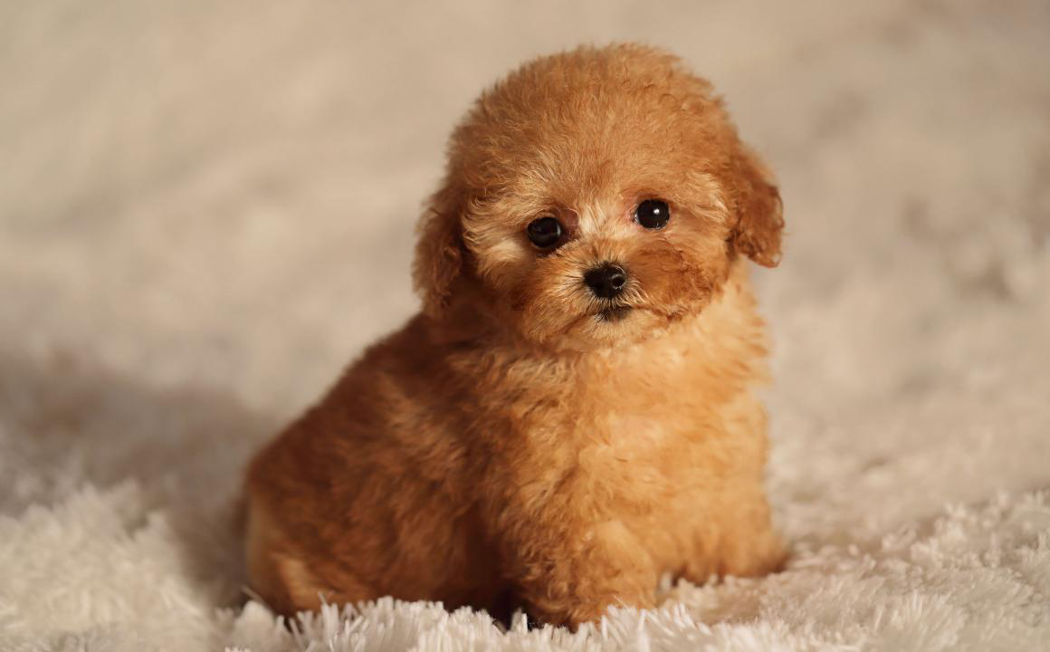 El cachorro de caniche. Caracter&iacute;sticas y cuidado