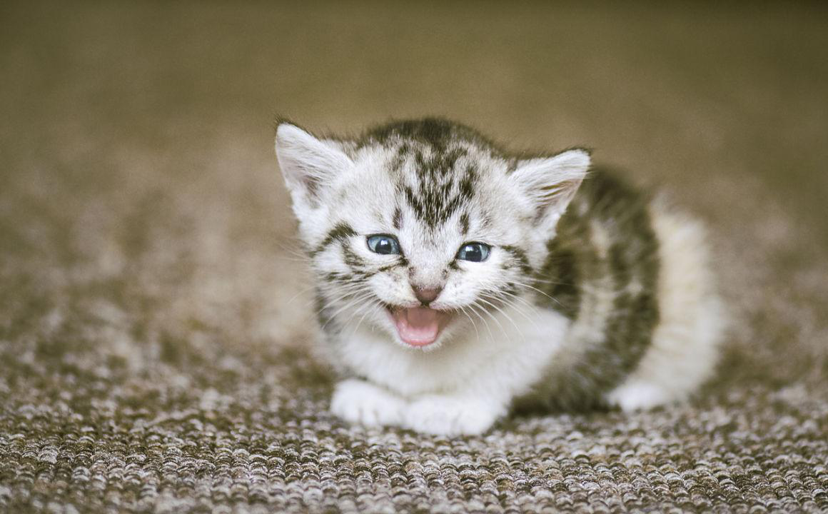 Waarom miauwt mijn kat raar?