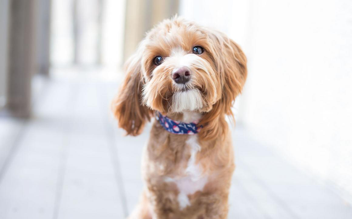 &iquest;Los perros pueden tener piojos?