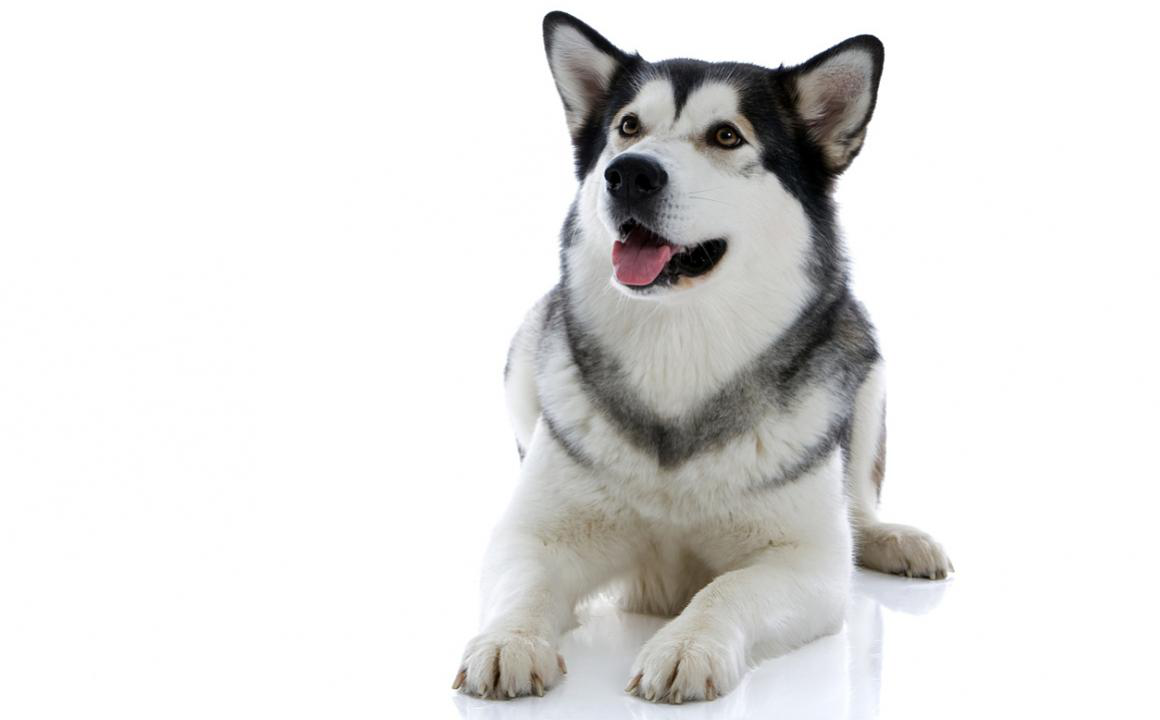 Alaskan Malamute. Caracter&iacute;sticas y crecimiento