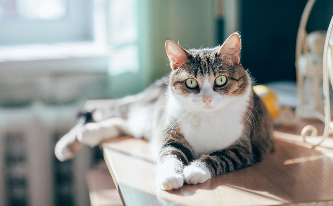 Perch&eacute; il gatto si strappa il pelo?