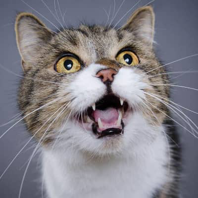 &iquest;C&oacute;mo hacer que mi gato no ma&uacute;lle por la noche?