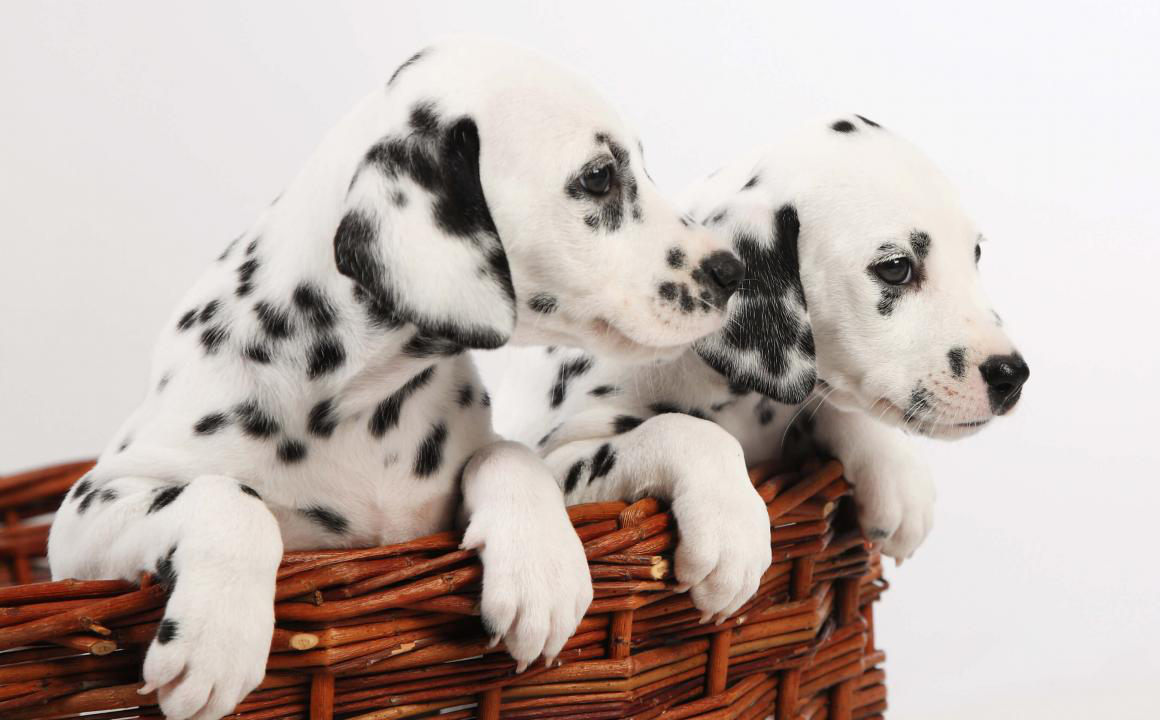 El cachorro D&aacute;lmata. Caracter&iacute;sticas y manchas