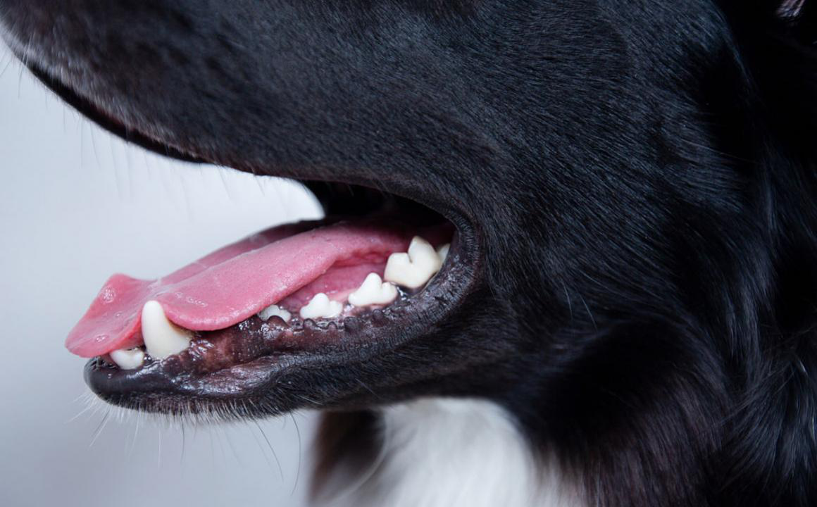 Comment lutter contre la mauvaise haleine du chien ?
