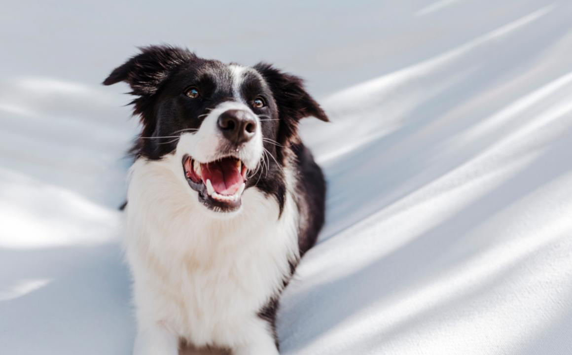 &iquest;C&oacute;mo refrescar a mi perro? Trucos para sobrellevar el calor
