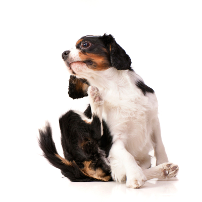 &iquest;C&oacute;mo tratar la dermatitis at&oacute;pica en perros?