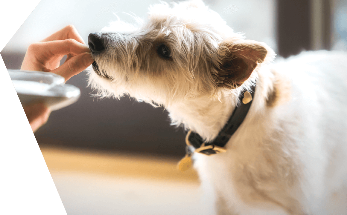 How to ensure that your dog takes their medication