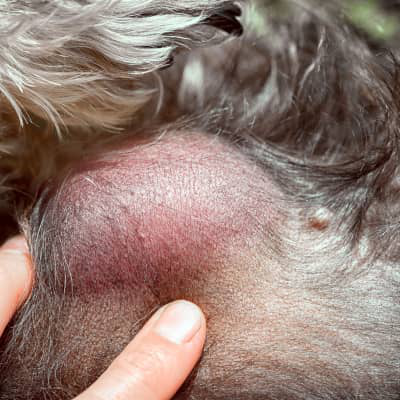 I TUMORI DELLA PELLE DEL CANE