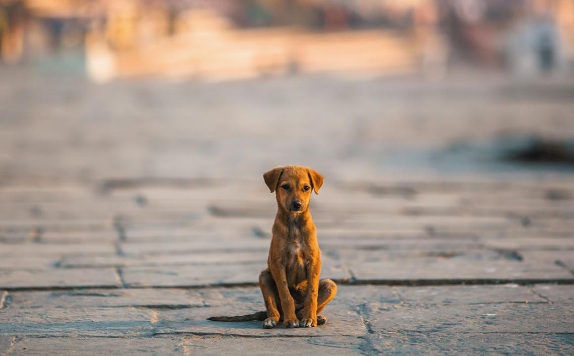 Come evitare l'abbandono dei cani