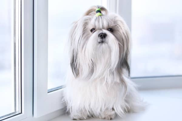 COME TRATTARE LA FORFORA NEL CANE