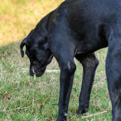 IL MIO AMICO A QUATTRO ZAMPE VOMITA GIALLO: QUALI POSSIBILI CAUSE E COSA FARE