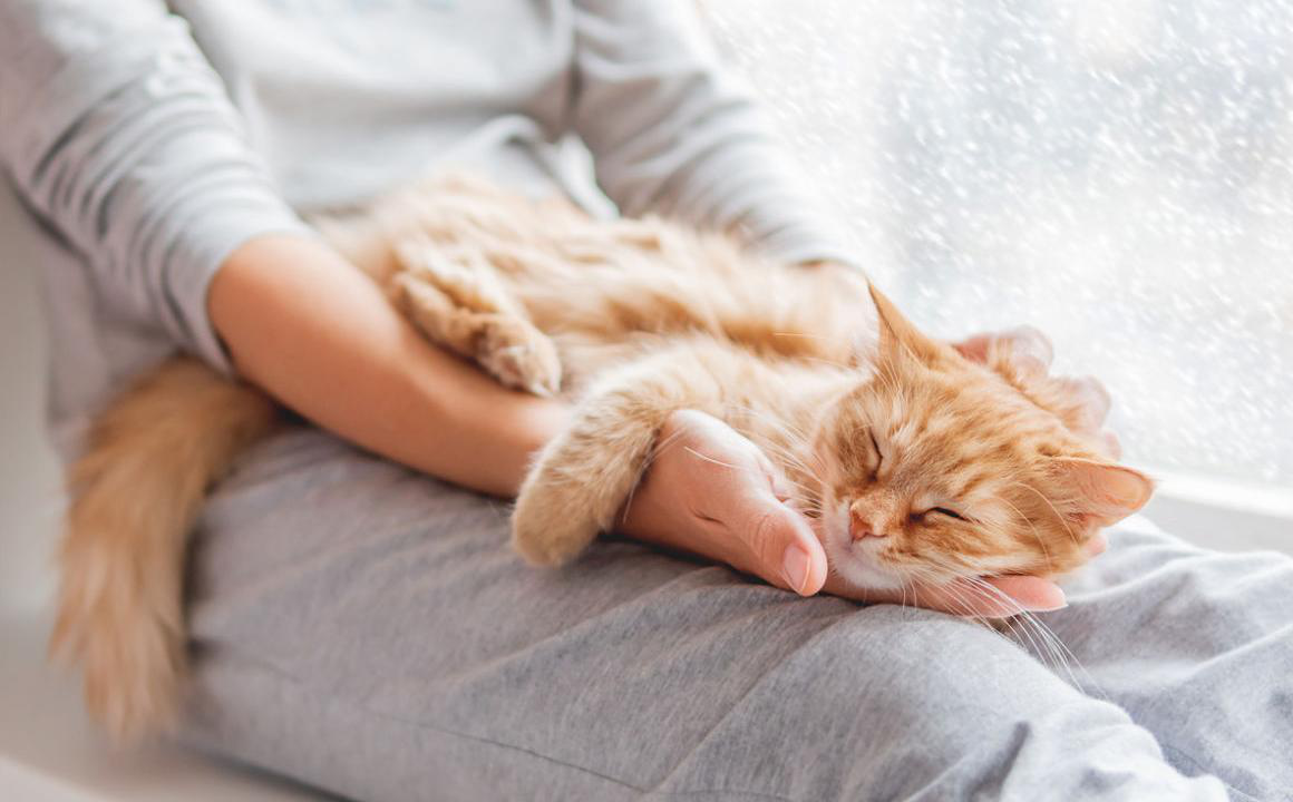 C&oacute;mo relajar a un gato