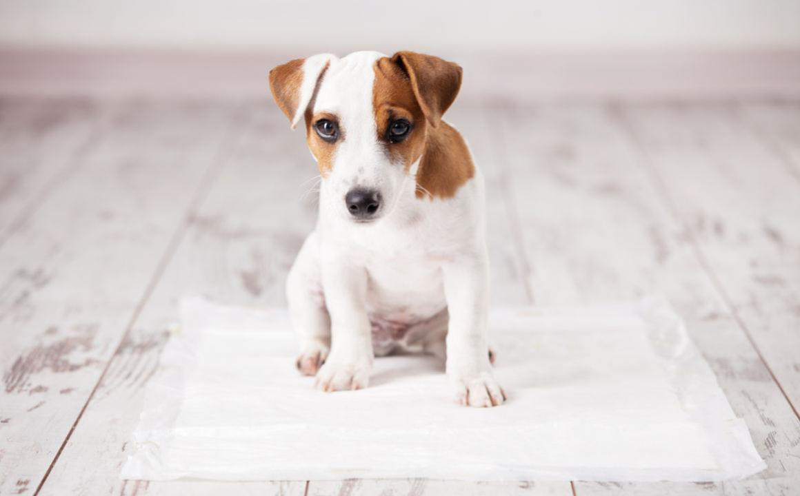 Come educare un cucciolo a fare i bisogni fuori casa