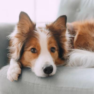 &iquest;Por qu&eacute; le suena la barriga a mi perro? &iquest;Qu&eacute; hacer?