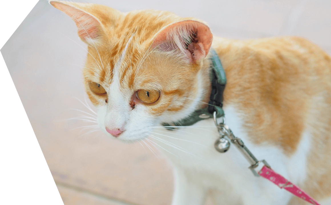 TAKING THE CAT FOR A WALK... OR NOT