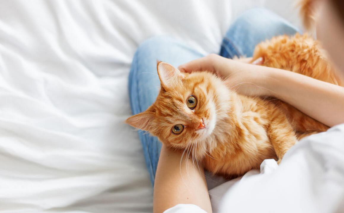 Gu&iacute;a de adopci&oacute;n de gatos: tr&aacute;mites y adaptaci&oacute;n