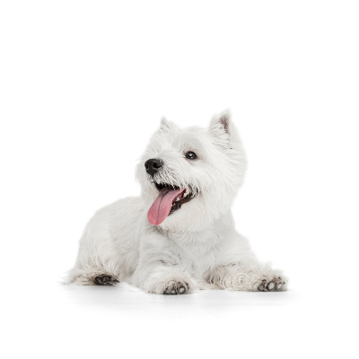 COMMENT PRENDRE SOIN DE SON CHIEN EN &Eacute;T&Eacute; ?