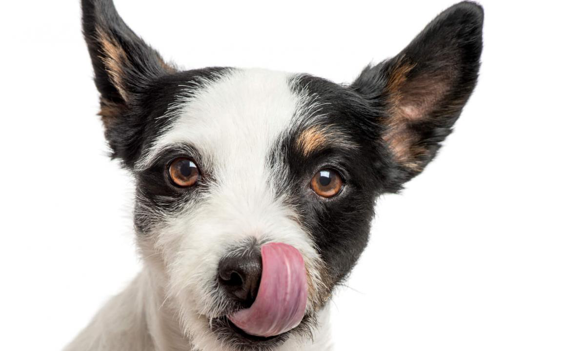 Les bienfaits du riz pour chien