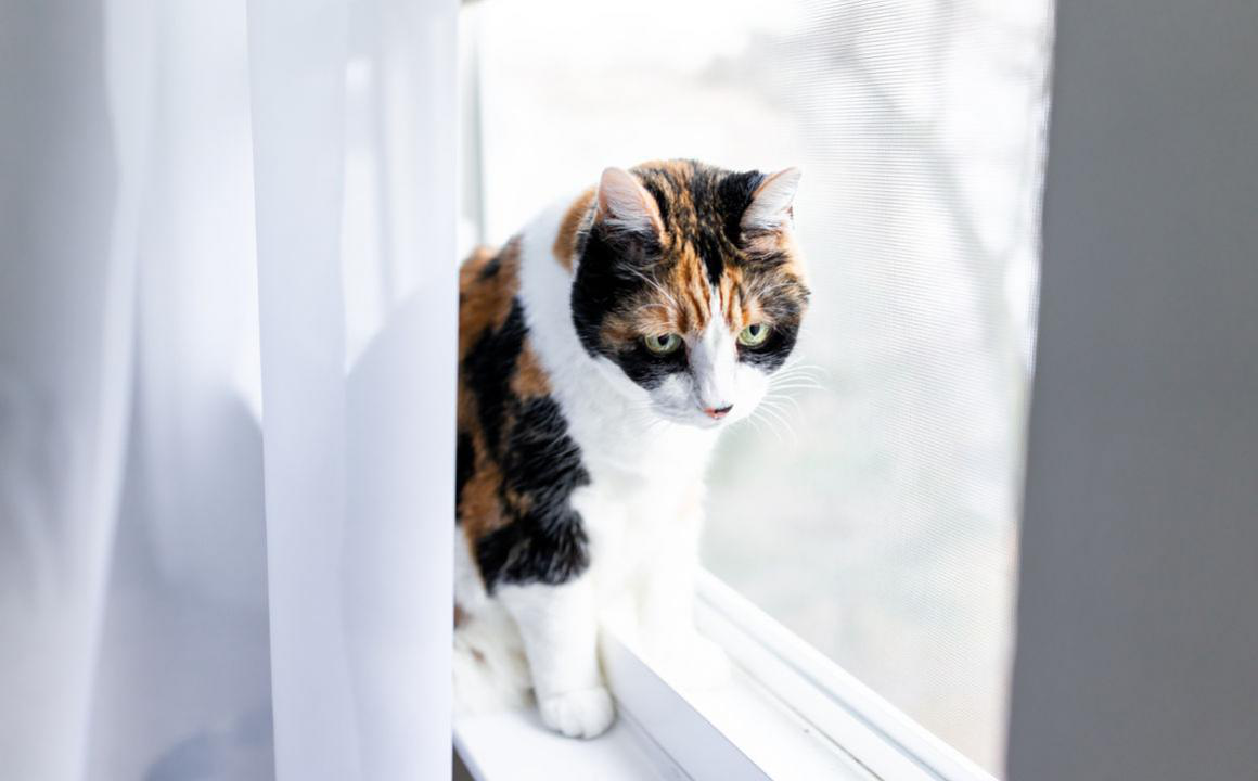 Mi gato me ataca, &iquest;c&oacute;mo debo actuar?