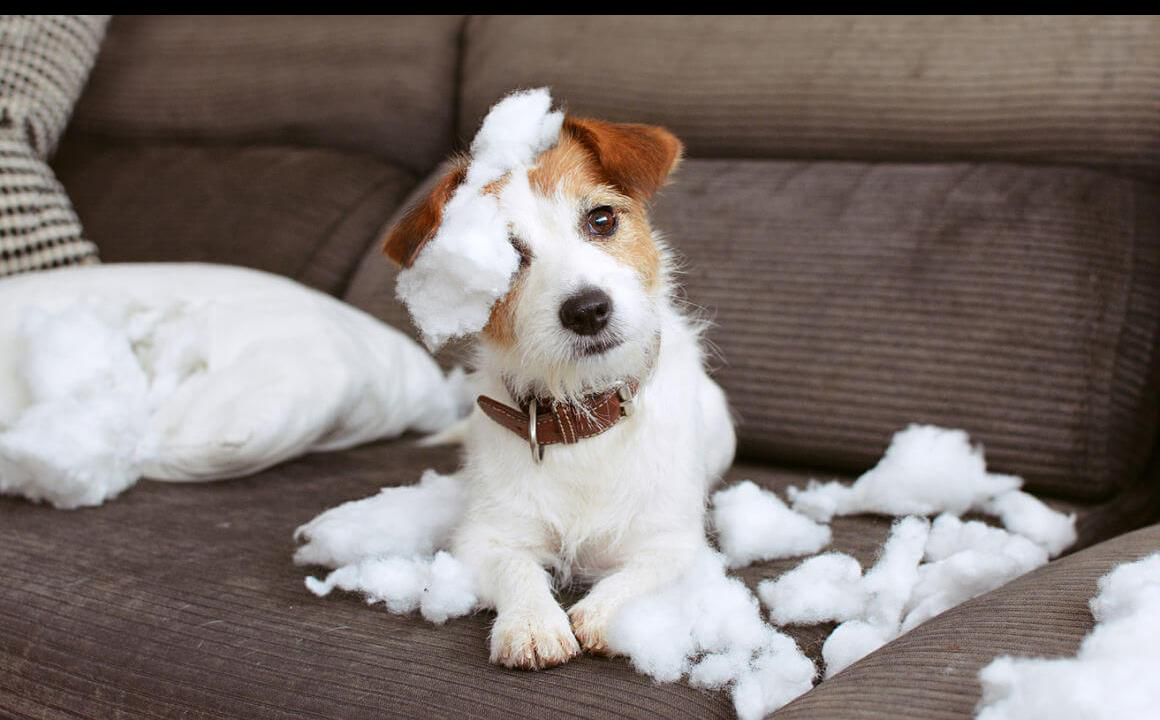 Mi cachorro muerde todo: &iquest;por qu&eacute;?