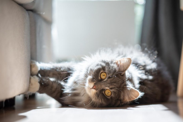 Verruca nel gatto: cosa fare?