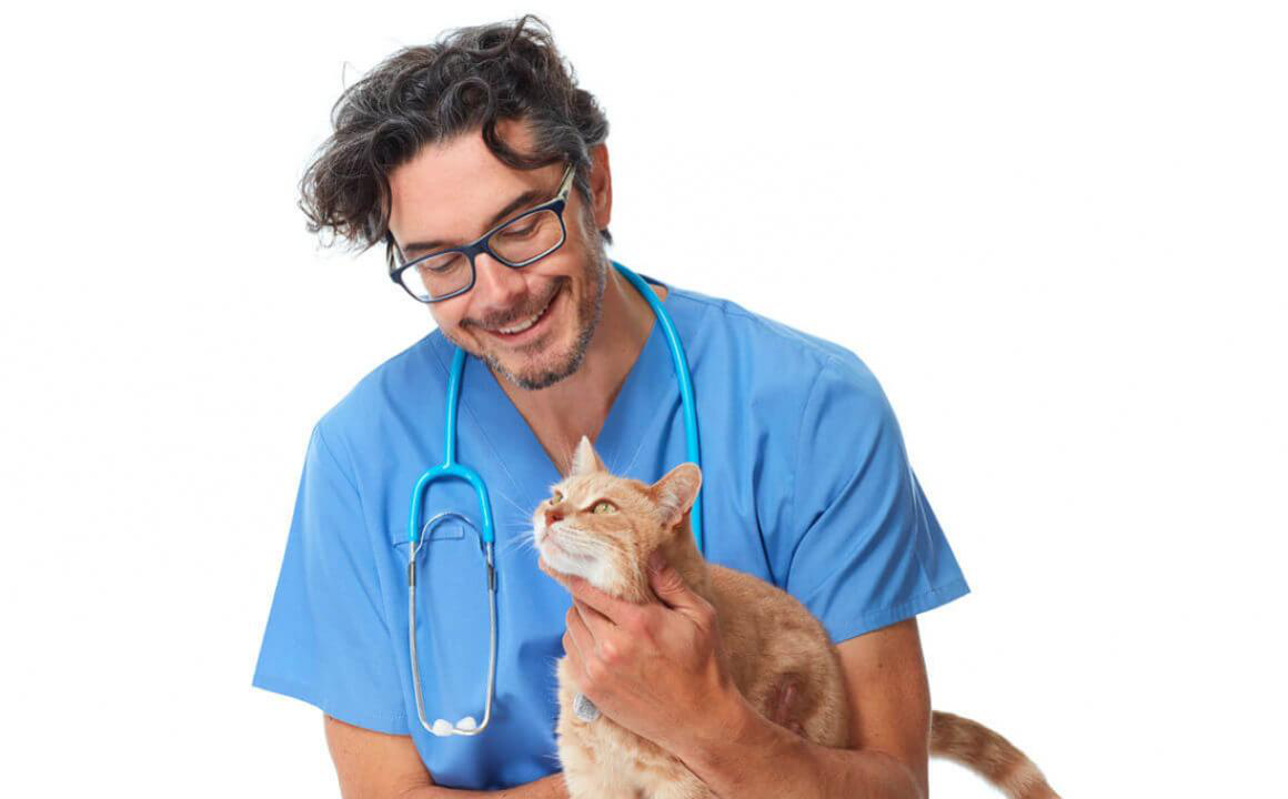 Forfora nel gatto, come la tratto?