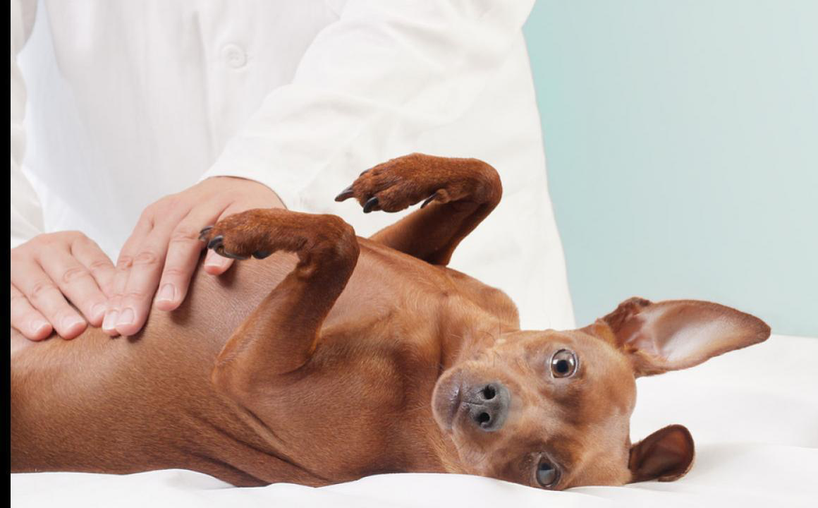 Occlusion intestinale chez le chien