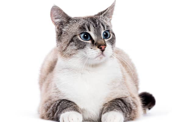 &iquest;De d&oacute;nde vienen los gatos?