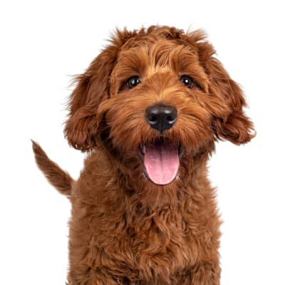 Mi perro tiene gastroenteritis y no quiere comer: Causas y tratamiento