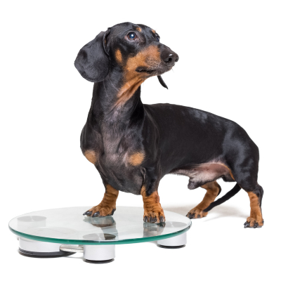 Peso ideal de tu perro: &iquest;c&oacute;mo saberlo?