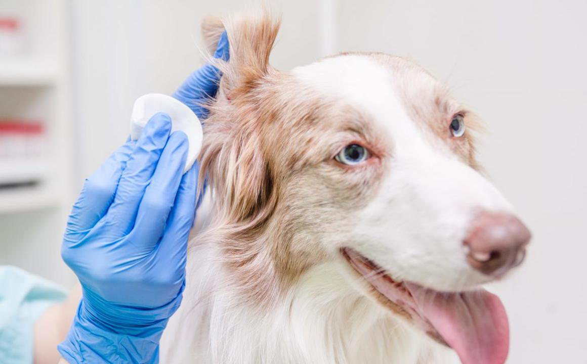 K&ouml;pek dış parazitleri: yaygın nedenler ve &ccedil;&ouml;z&uuml;m y&ouml;ntemleri