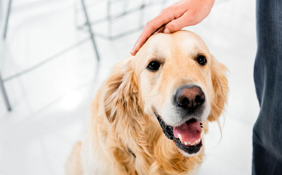 &iquest;Puede usarse el Adolonta en perros?