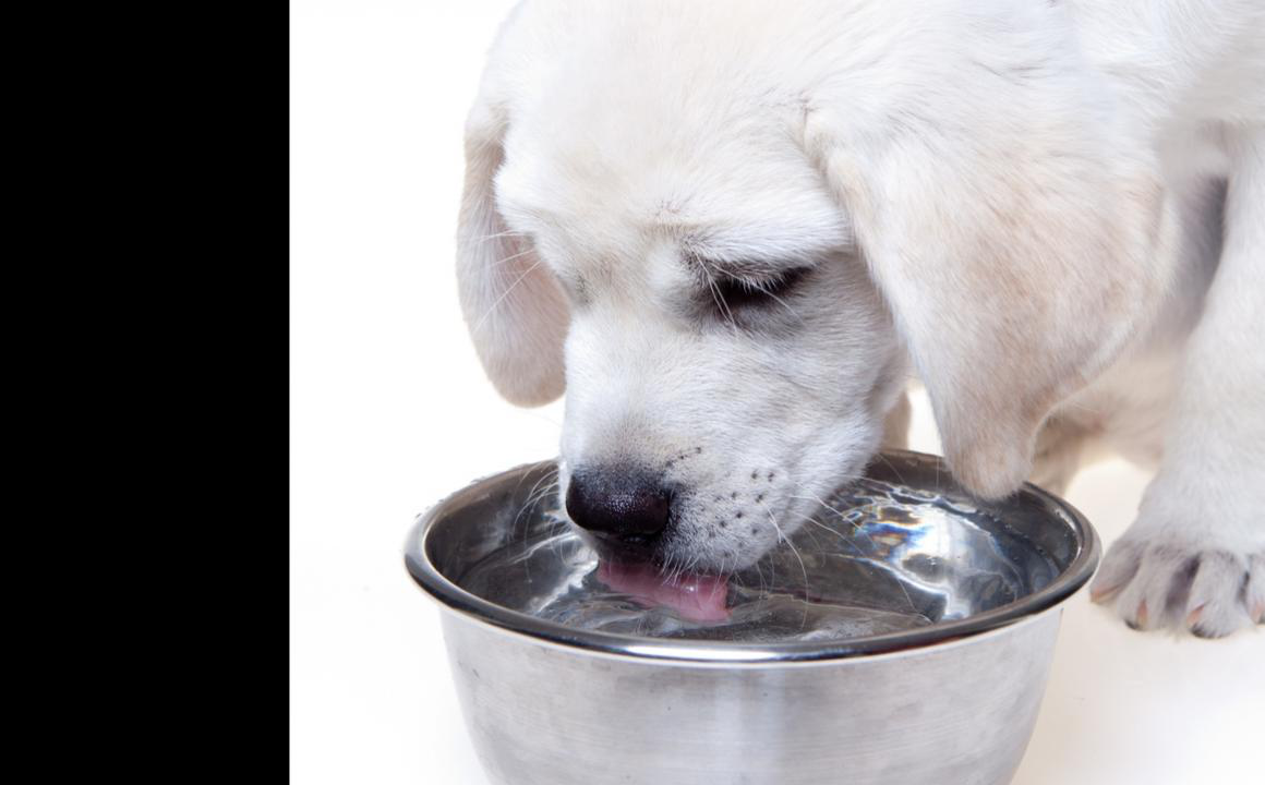 Il mio cane non beve, cosa posso fare?
